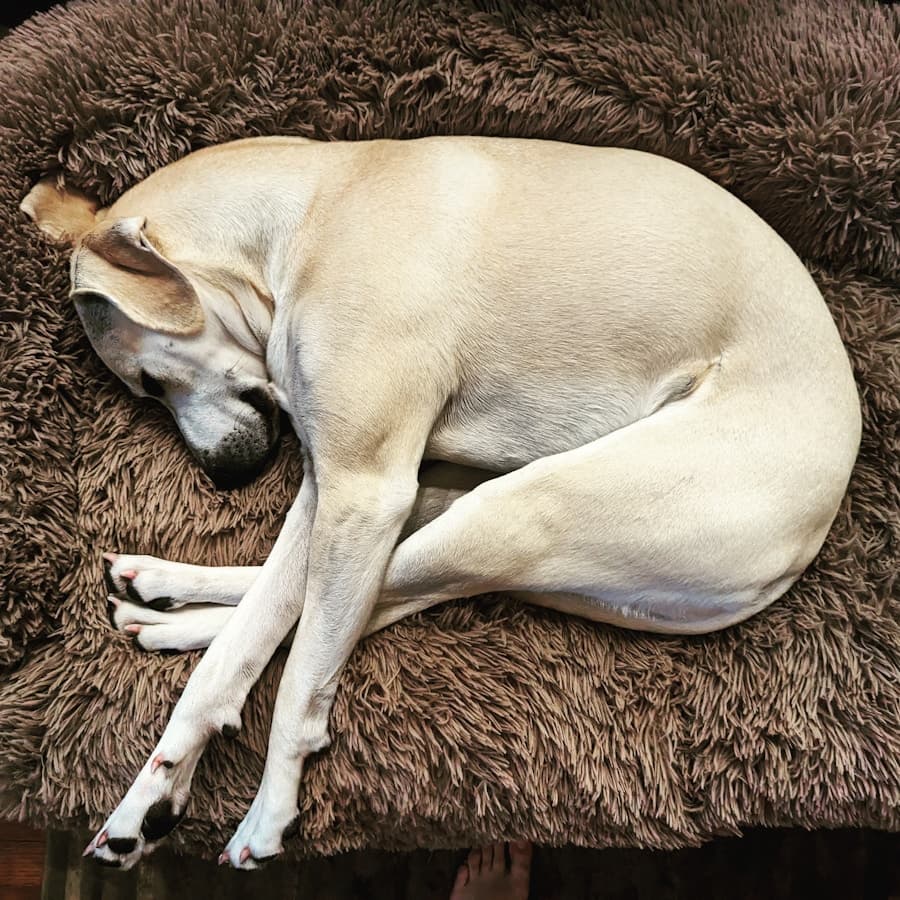 Orthopedic Dog Bed